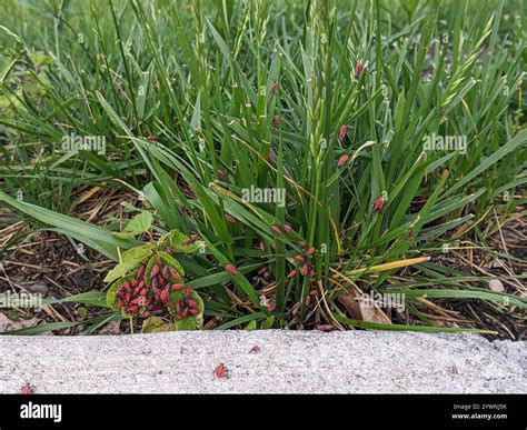 Eastern Boxelder Bug (Boisea trivittata Stock Photo - Alamy