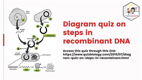 Genetic Engineering Basic Steps 的图像结果