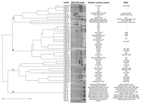 Molecular Typing Reveals Environmental Dispersion of Antibiotic ...
