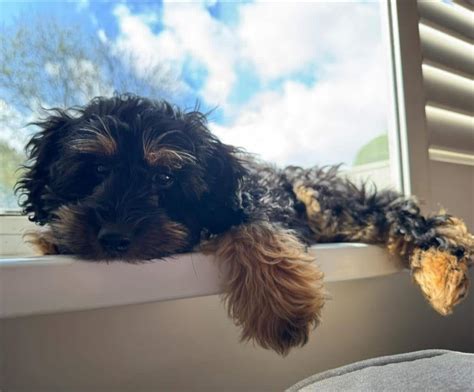 Image result for Cream Cockapoo Adult