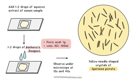 Preliminary tests for Semen — Scientist who draws