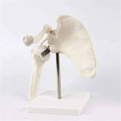 Buy ZAMAX Study Model Educational Dolls Shoulder Joint Anatomical Model ...