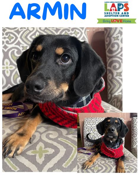 Adopt - Laredo Animal Protective Society