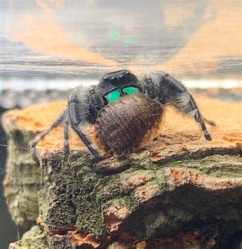 Hoppspindel (Phidippus otiosus) Intressekoll | Terrariedjur.se