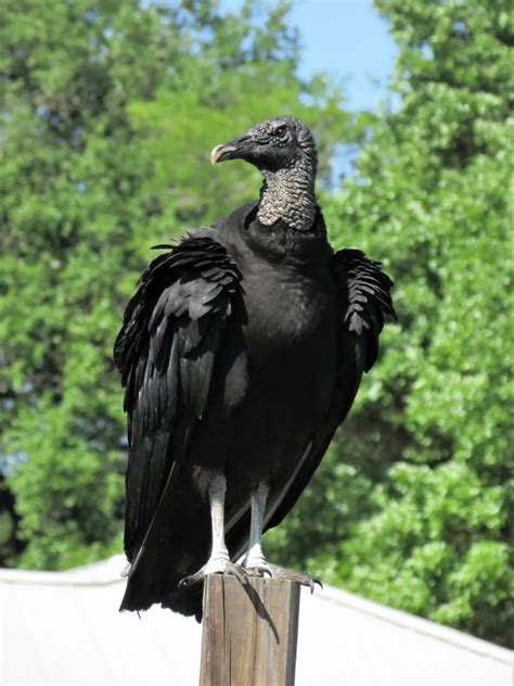 Black vulture in Manchaca, Tx | Smithsonian Photo Contest | Smithsonian ...