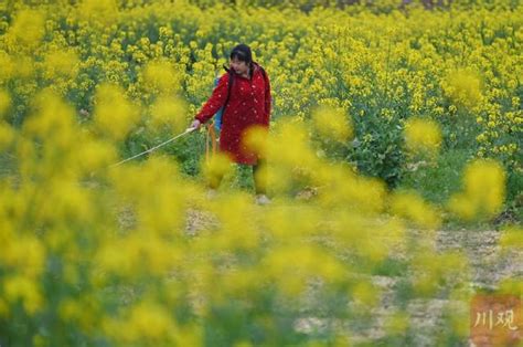 组图丨不负春光！成都田间地头绘出多彩春耕图_新浪图片