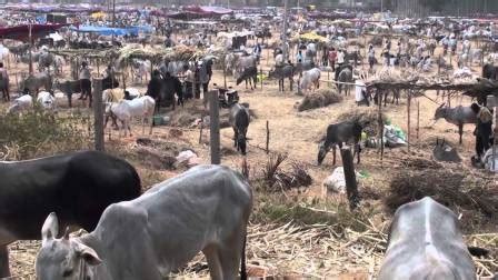 नए पशुओं की खरीद में रखें सावधानी