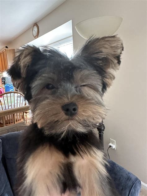 Bella had her first grooming today! Safe to say she’s feeling beautiful ...