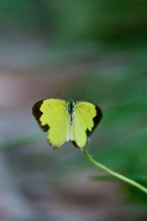 Butterflies Of India: A Long List With Pictures