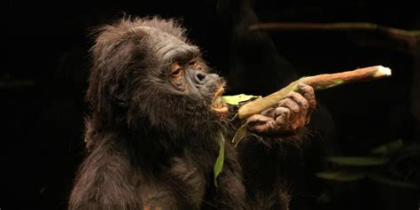 Australopithecus Song 的图像结果