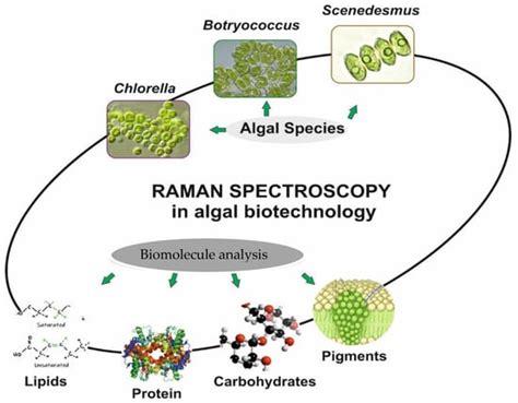 Raman Spectroscopy and Its Modifications Applied to Biological and ...
