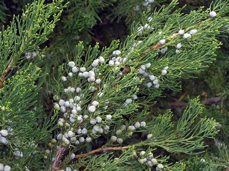 Upright Juniper Shrubs