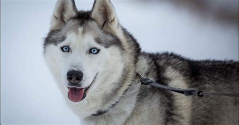 10 Unknown Facts of Siberian Husky Dog Breed