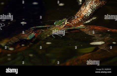 Image result for Stick Octopus