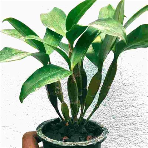 Dendrobium palpebrae sp. – EXOTICA ORCHIDS