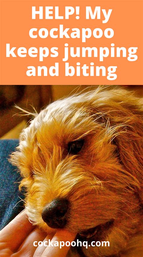 Cockapoo Biting 的图像结果