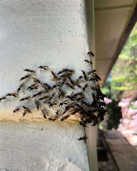 Pavement Ant Bites