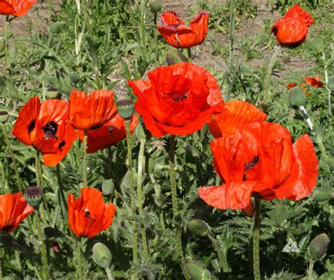 Oriental Poppy (Papaver orientale) | Applewood Seed Company