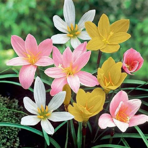Native Indian Organics | India's Trusted Home Gardening Store