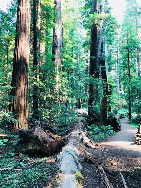 Weott Tourism (2024): All You Need to Know Before You Go