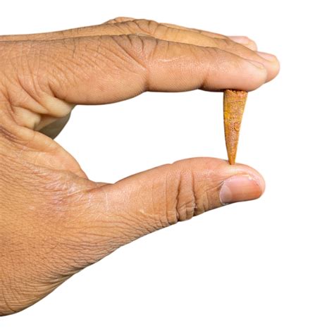 Pterosaur Tooth – CrystalCaveIndia