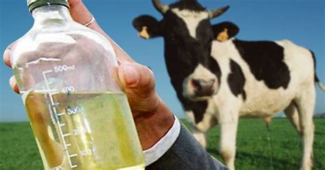 Cow Urine Can Cure Many Diseases, To Be Used In Cancer Treatment, Says ...