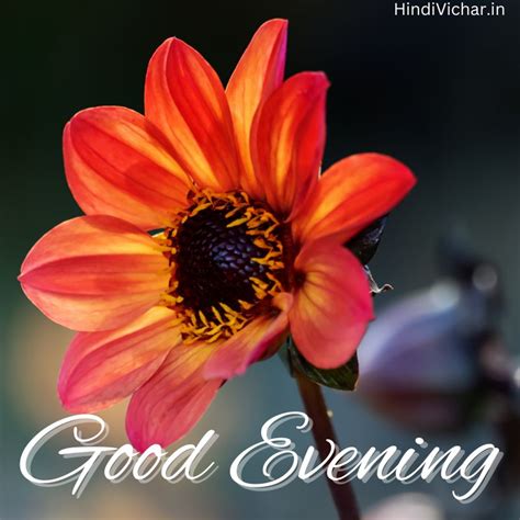 250 + Beautiful Good Evening HD Images with Wishes for Whatsapp