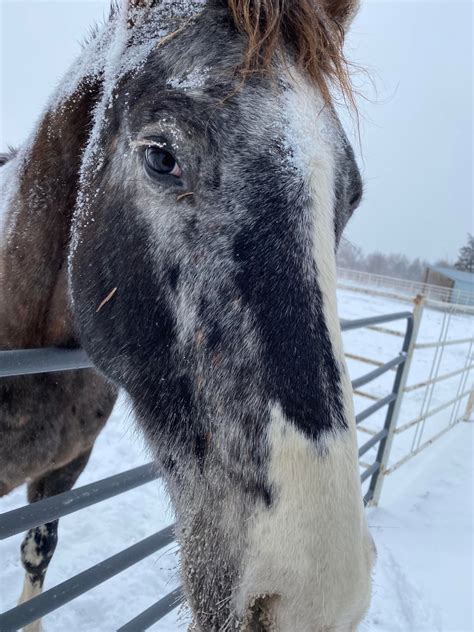 My boys are a frosty today bunch today. Hope everyone is weathering the ...