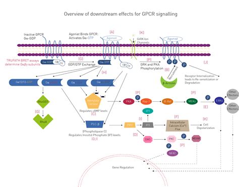 G Protein Coupled Receptors Los Receptores Asociados A Proteínas G