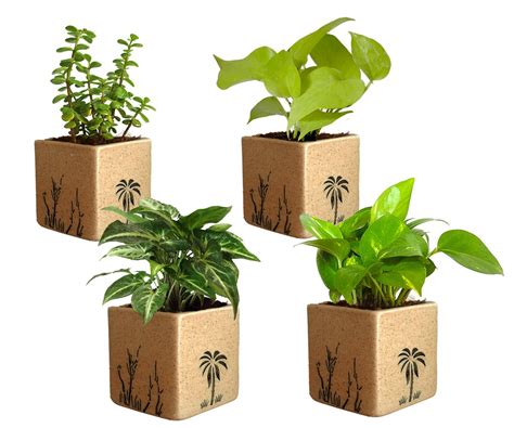 Rolling Nature Combo of Good Luck Air Purifying Live Money Plant Golden ...