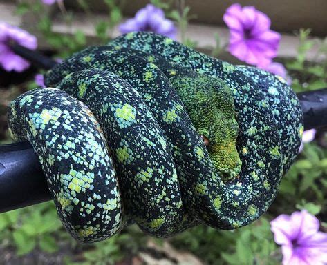 Green Tree Python Colors 的图像结果