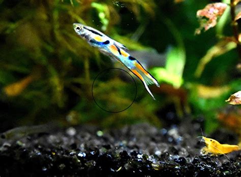 Wildguppy Endler reinerbig Versand Abholung in Mechernich | Tiere ...