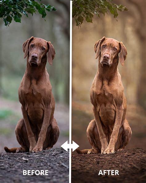 LSP Actions - Photoshop Actions, Presets & Overlays - Pets are family ...