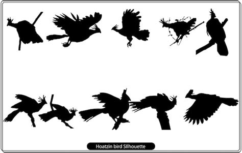 Silhouette d'oiseau Hoatzin | Vecteur Premium