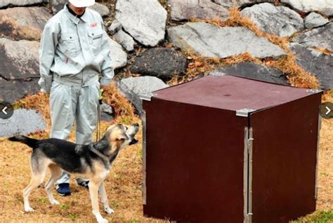 Streunender Hund wird in Japan zum Rettungshund