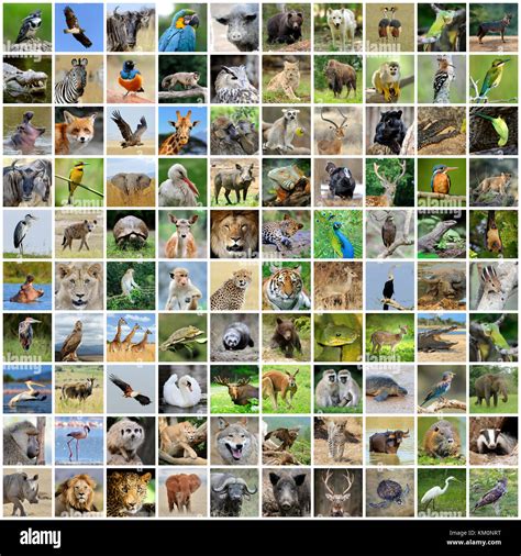 Endangered Species Of Animals And Plants