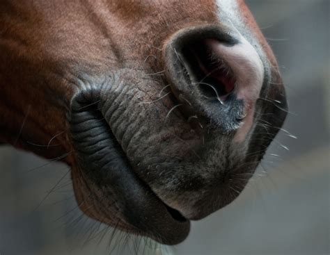 Can A Horse Vomit? All About the Horse’s Digestive System - Equineigh