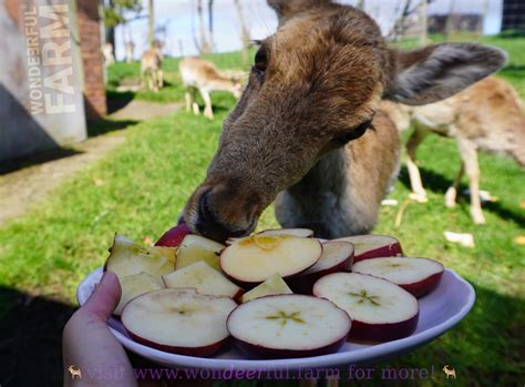 Do Deer Eat Apples? Deer Farmers Advice.