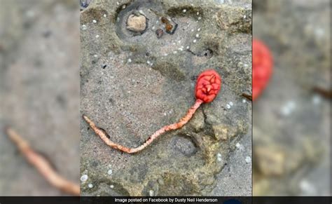 दूसरे ग्रह से आया है... ऑस्ट्रेलिया के Beach पर दिखे रहस्यमयी जीव को ...