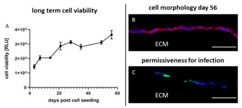 Simplified Bioprinting-Based 3D Cell Culture Infection Models for Virus ...