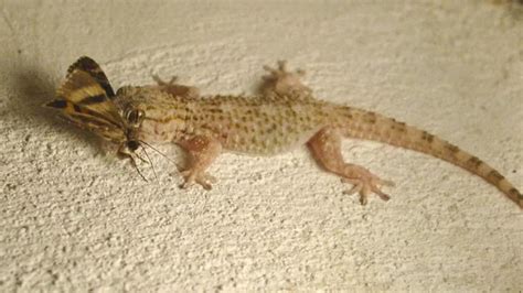 Lizards vs geckos: Key differences in appearance, habitat, reproduction ...