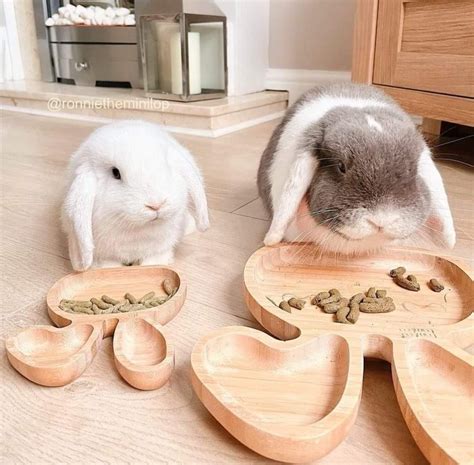 Understand your rabbit better why rabbits show jealousy and 8 more rabbit behaviors explained ...
