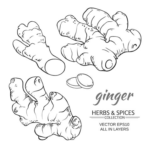 Ginger vector set | Premium Vector