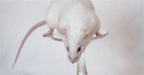 ¿Qué significa soñar con una rata muerta? El significado involucra ...