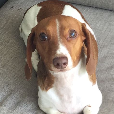 Cutest Piebald Dachshund