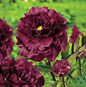 Image result for Dark Red Peony Plants