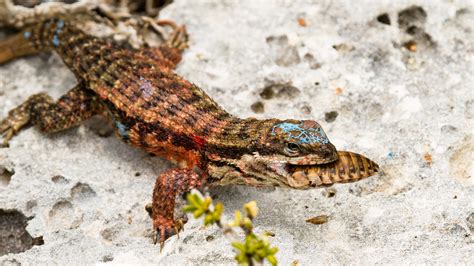Predators drove a lizard population to extinction without eating them | NOVA | PBS