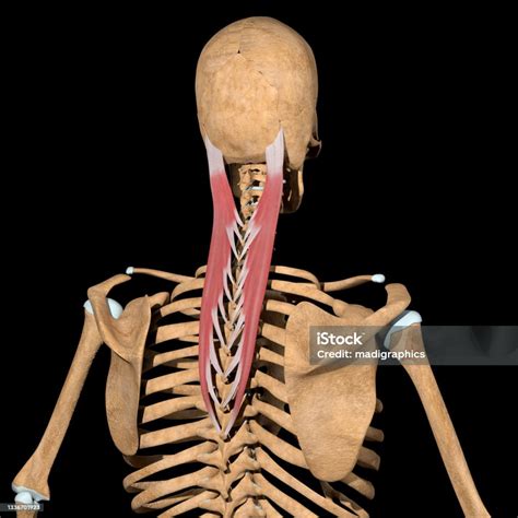 3d Illustration Of The Splenius Capitis Muscles On Skeleton Stock Photo ...