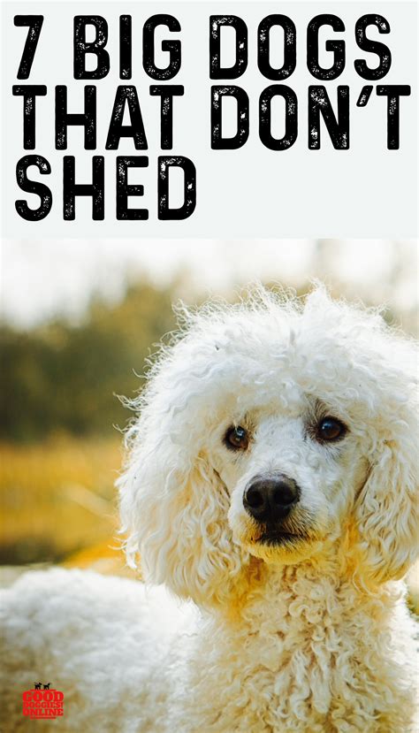Best Big Dog Breeds That Dont Shed
