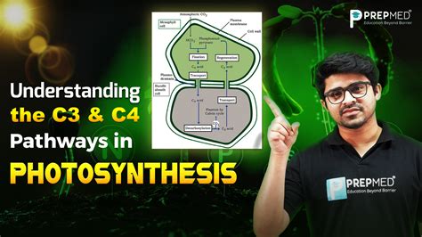 Understanding the C3 and C4 Pathways in Photosynthesis